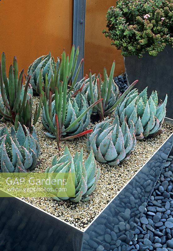 Succulents x Pachyveria glauca in contemporary metal container with gravel mulch 

