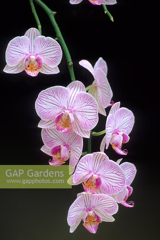 Phalaenopsis cv. - Moth orchid. 