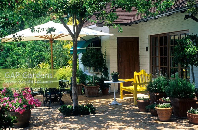 Tree planted in paving casting shade over patio. Dining table and chairs shaded by umbrella. Containers of pink Rosa 'Flower Carpet' - South Africa 