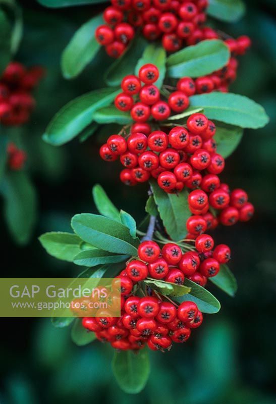 Pyracantha 'Mohave'  

