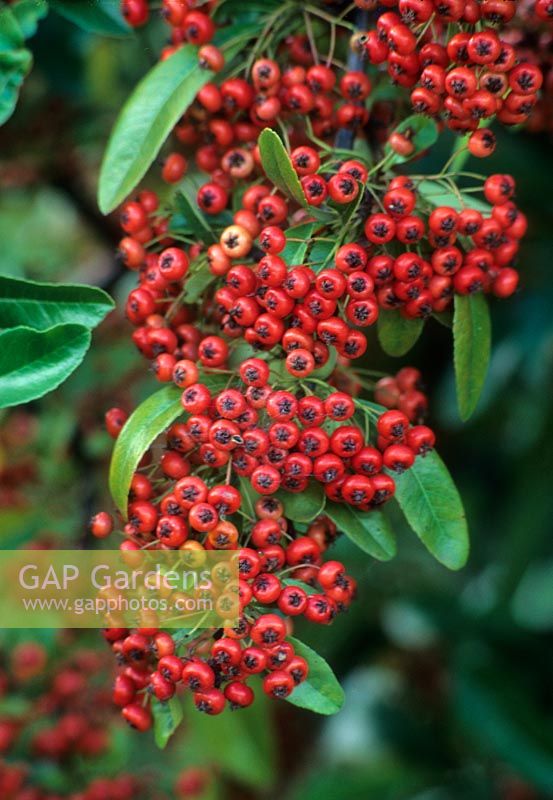 Pyracantha 'Victory'  