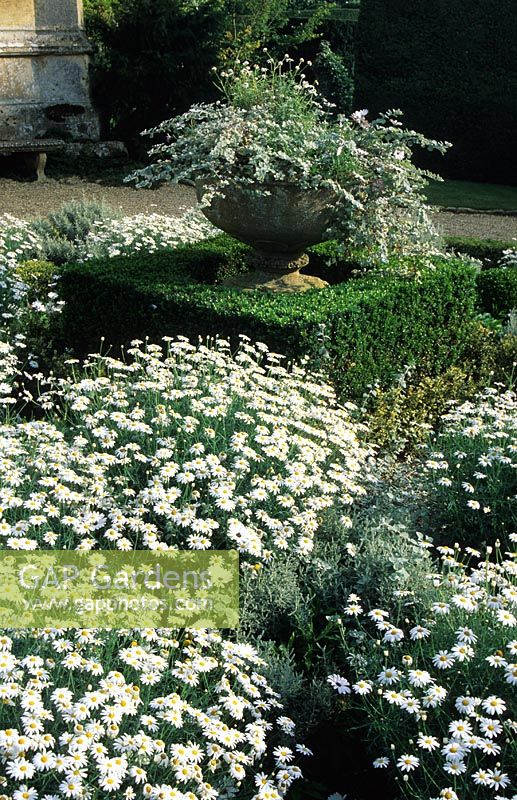 The White Garden with marguerites, Argyranthemum foeniculaceum and urn at Sudeley Castle, Gloucestershire 