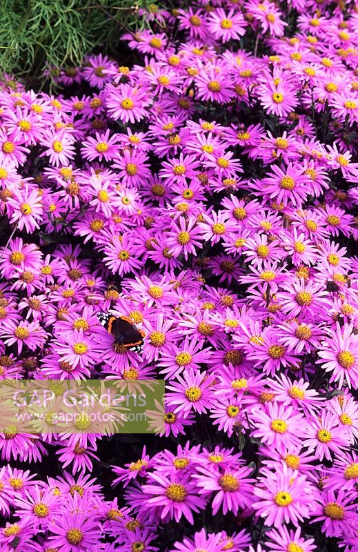 Aster amellus 'Pink Zenith' with red admiral butterfly
