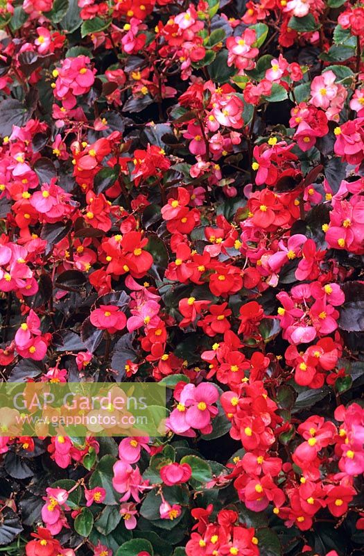 Begonia semperflorens 'Treasure Trove Mixed'
