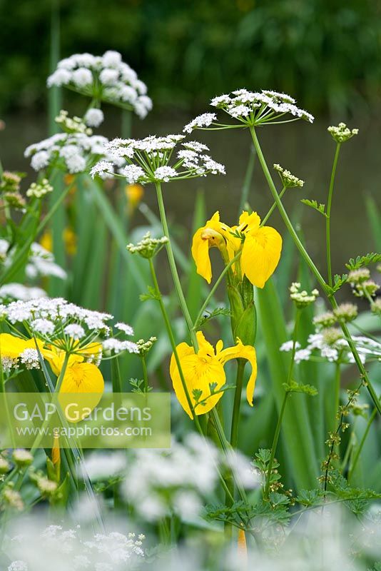 Water Dropwort and Iris pseudacorus at edge of pond - Hill Lodge Garden, Batheaston, Somerset 