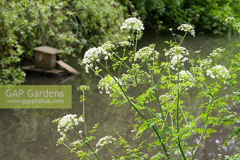 Oenanthe - Water Dropwort at edge of pond at Hill Lodge Garden, Batheaston, Somerset

