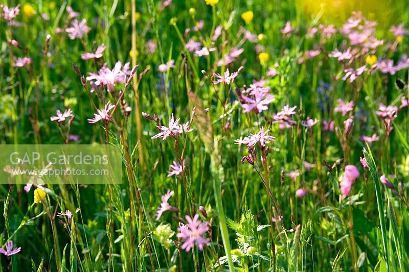 Lychnis flos-cuculi - Ragged Robin, wildflowers growing in meadows 