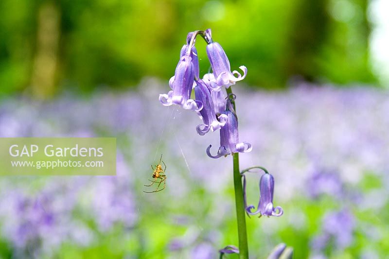 Bluebell with spider, summer