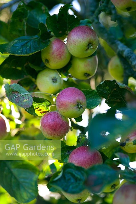 Apples in trees - Traditional cider apple orchards, Burrow Hill Farm, Somerset 