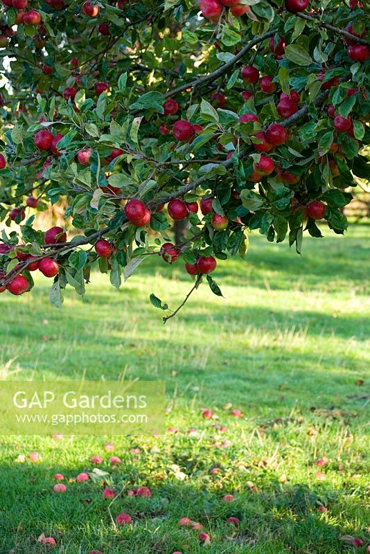Traditional cider apple orchards - Burrow Hill Farm, Somerset
