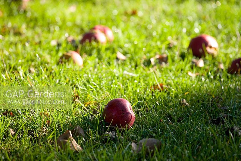 Traditional cider apple orchards, windfall apples beneath trees - Burrow Hill Farm, Somerset 