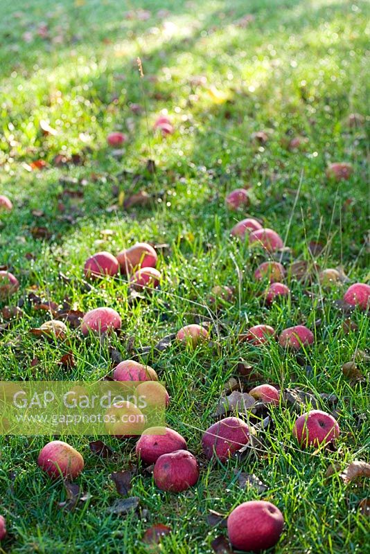 Windfall apples beneath trees at traditional cider apple orchards - Burrow Hill Farm, Somerset 