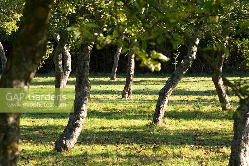 Traditional cider apple orchards - Burrow Hill Farm, Somerset 