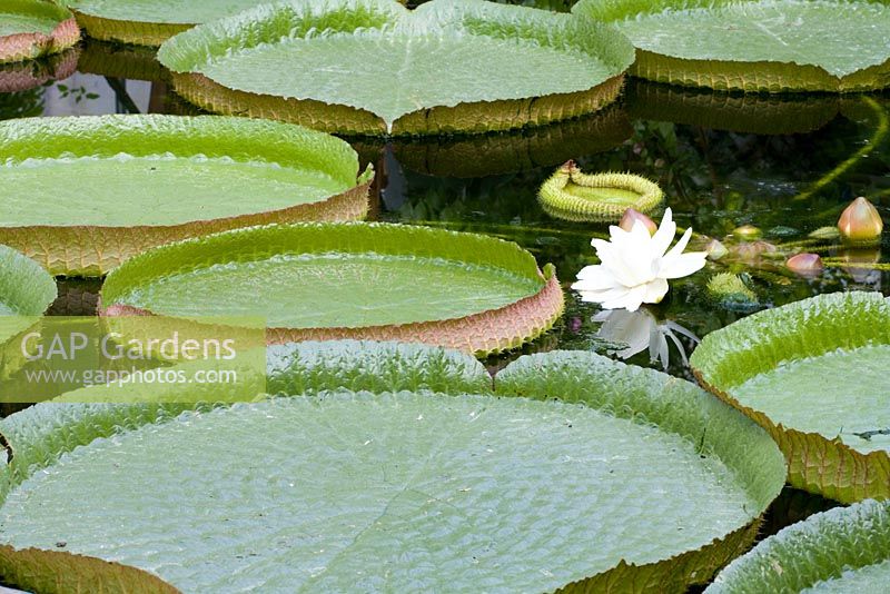 Victoria amazonica - Giant Water Lily
