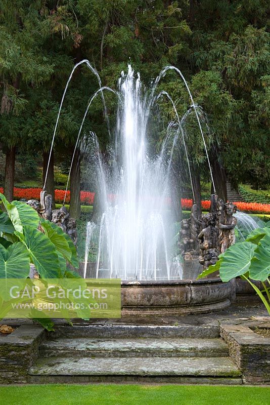The Fountain of the Cherubs with Colacasia antiquorum at Villa Taranto, Pallanza, Lake Maggiore, Italy
