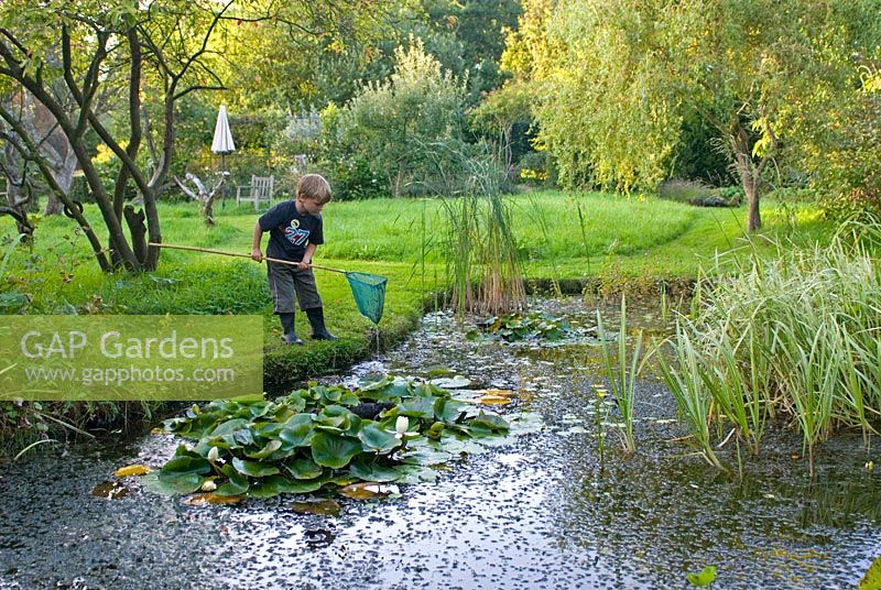 Boy fishing for pond life with fishing net in wildlife pond in garden
