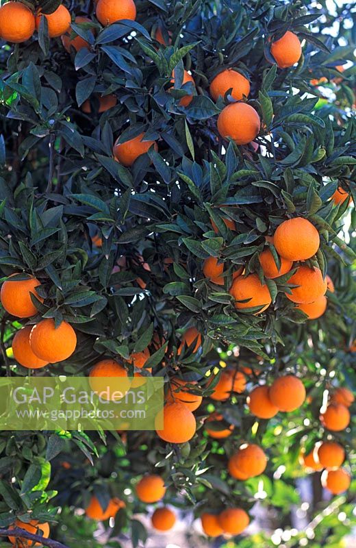 Citrus aurantium Seville Orange - Oranges  on trees in the Lecrin Valley, Andulucia, Spain
