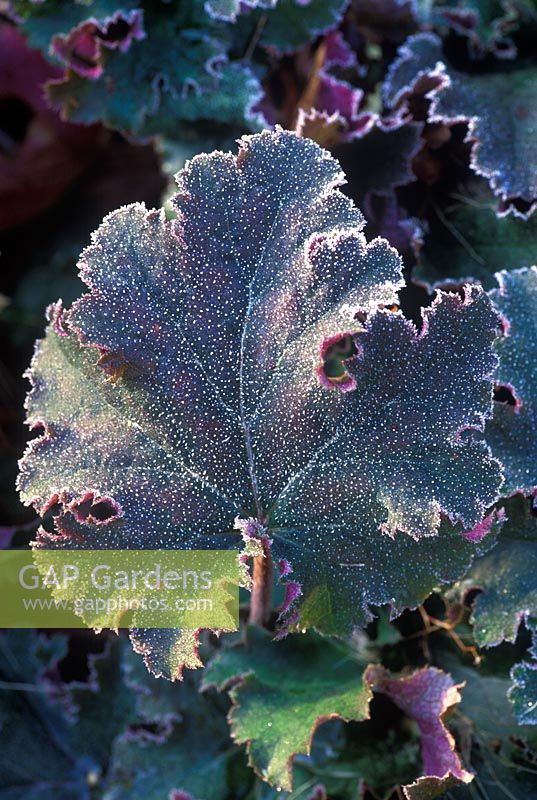 Heuchera 'Chocolate Ruffles' - Portrait of green and purple foliage covered in frost