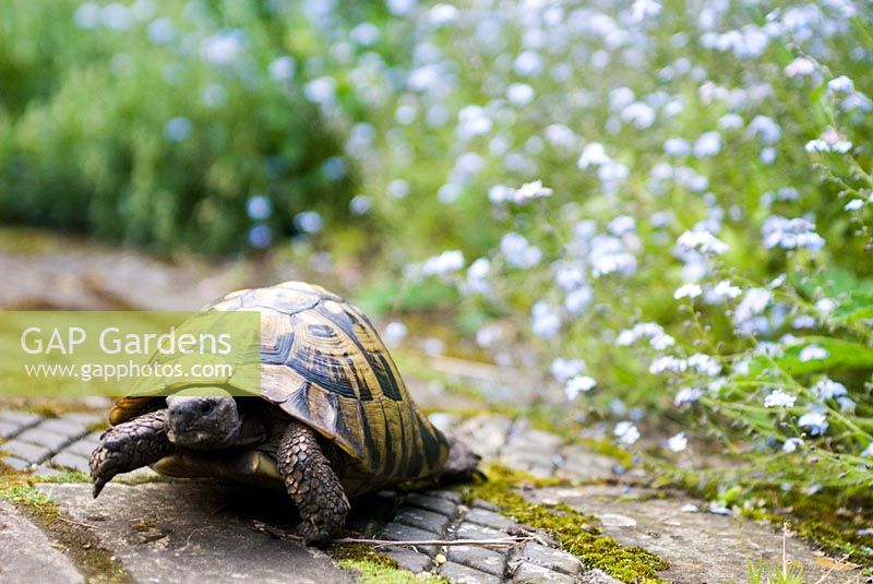 Tortoise in the garden, crossing pathway from flower bed