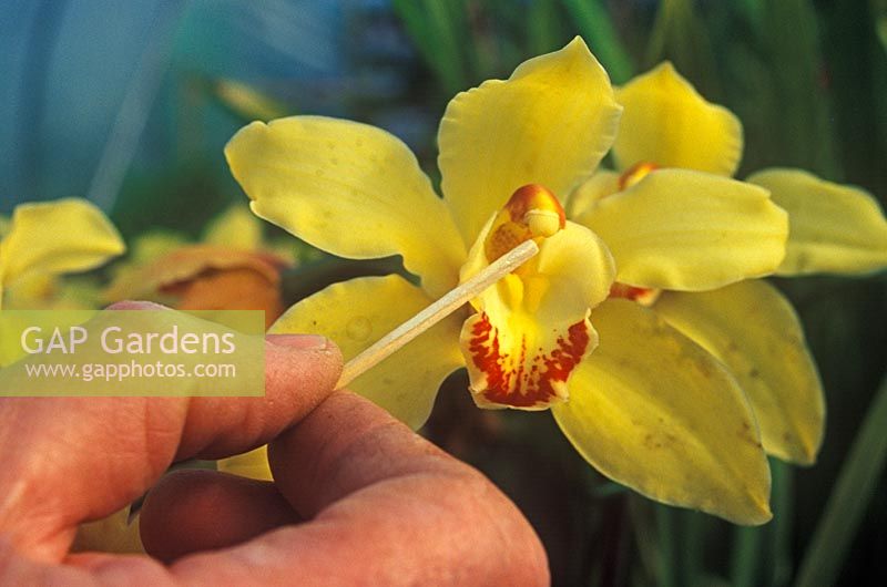 Pollinating a cymbidium Hybrid Orchid using a matchstick