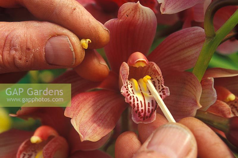 Pollinating a cymbidium Hybrid Orchid -  Removing the pollen cap to reveal the pollen sacks