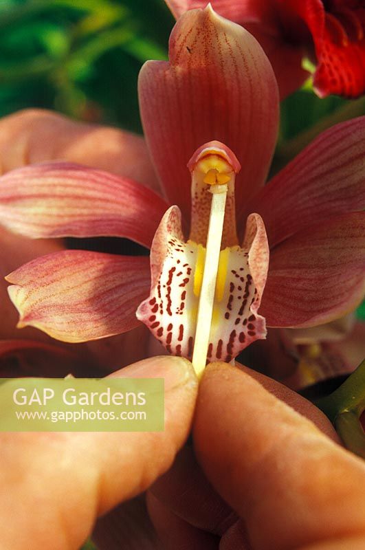 Pollinating a cymbidium Hybrid Orchid - Insert the pollen behind the pollen on the next flower
