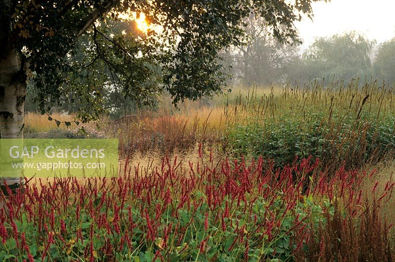 Persicaria and grasses in border. Pensthorpe Millenium Garden, Norfolk. 