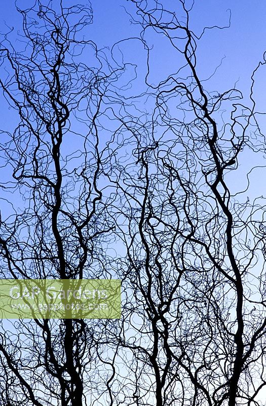 Salix babylonica var. pekinensis 'Tortuosa', winter silhouette