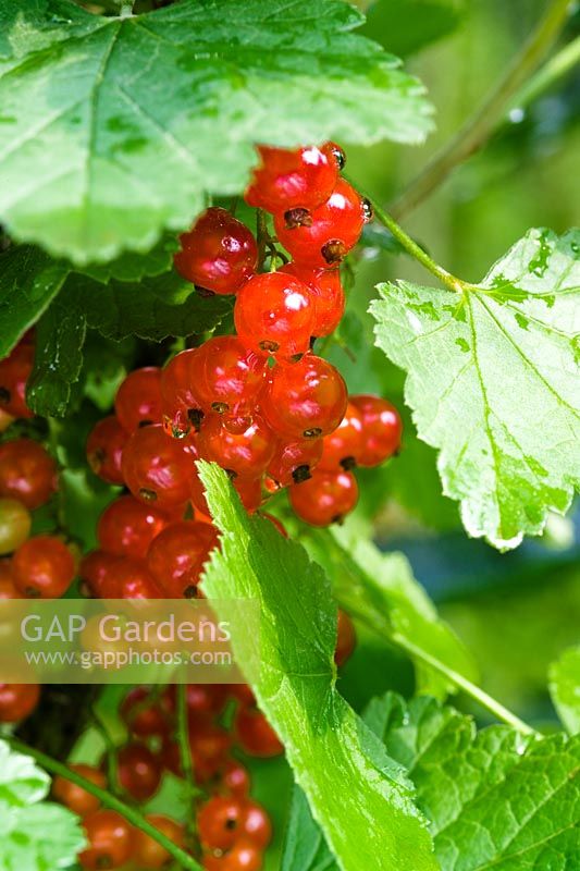 Redcurrant 'Raby Castle'