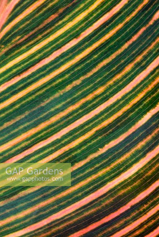 Graphic close up of Canna 'Durban' syn. Tropicanna 'Phasion' leaf
