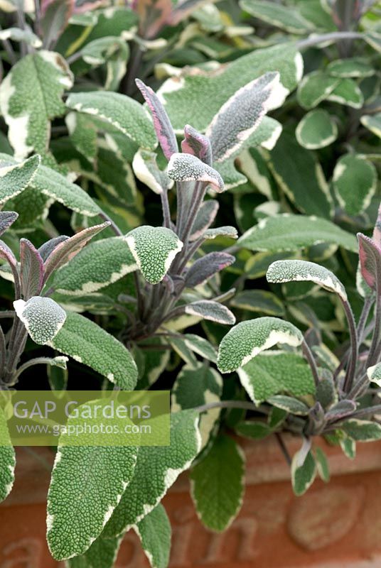 Salvia officinalis 'Tricolor' - Sage in container