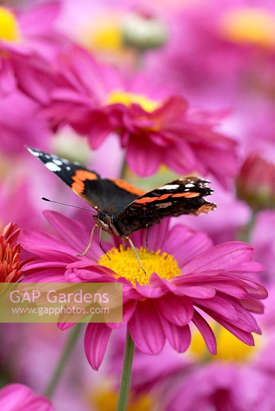 Red Admiral Butterfly on Chrysanthemum 'Upton Rose' flowering in August