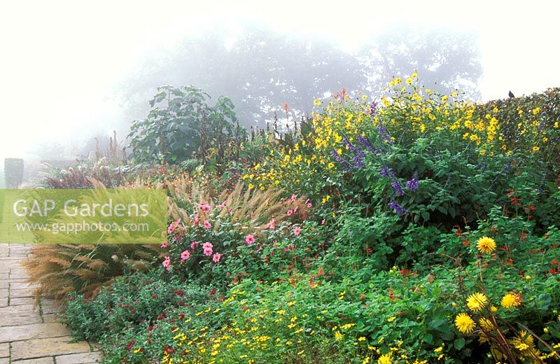 Mist and blackbird on perennial and grass borders