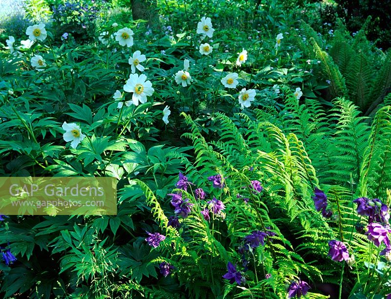 Ground cover planting in the shady woodland garden in Spring at Beth Chatto's Garden, Essex - Planting includes Paeonia 'Late Windflower', Aquilegia and Dryopteris