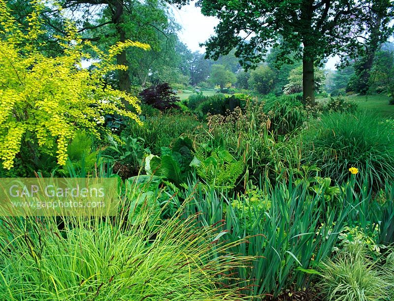 The shaded bog garden in Spring at Beth Chatto's Garden, Essex - Planting includes Carex elata 'Aurea', Carex pendula, Lysichiton camtschatcensis, Physocarpus opulifolius 'Luteus', Iris pseudacorus 'Variegata' and ferns