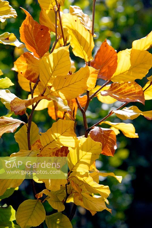 Fagus sylvatica 'Dawyck Gold' with Autumn foliage