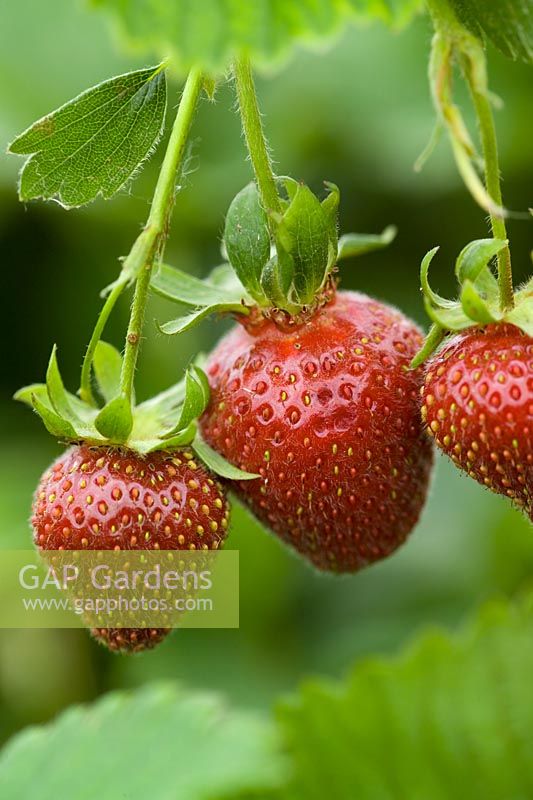 Strawberry 'Florence' - Fragaria