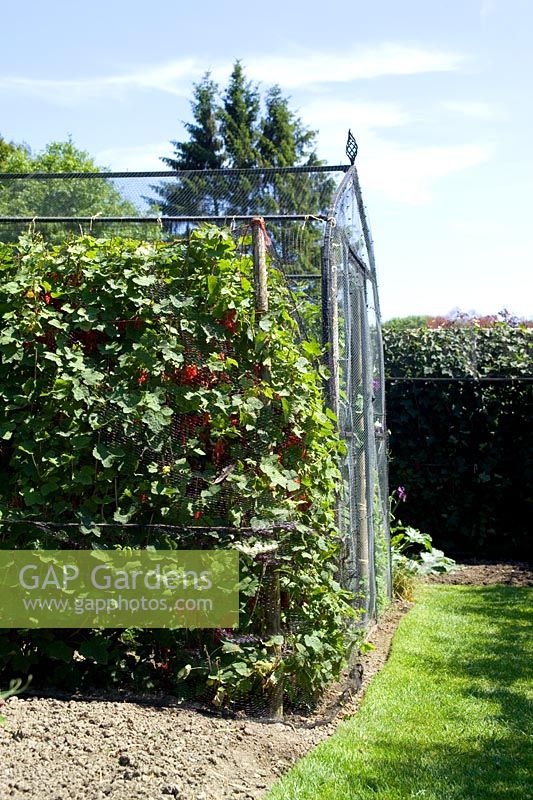 Fruit cage at Pashley Manor. Redcurrants protected by wire mesh in foreground