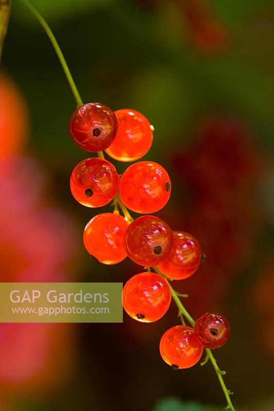 Ribes rubrum - Redcurrant 'Junifer'  