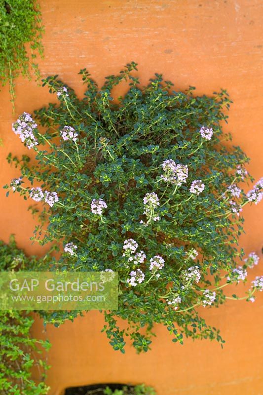 Thymus - Thyme growing in a terracotta urn