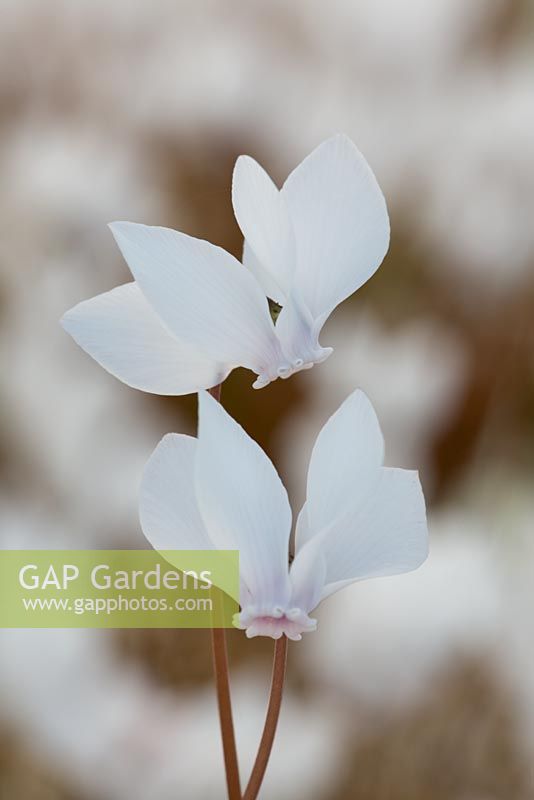 Cyclamen hederifolium var albiflorum 'White Cloud'