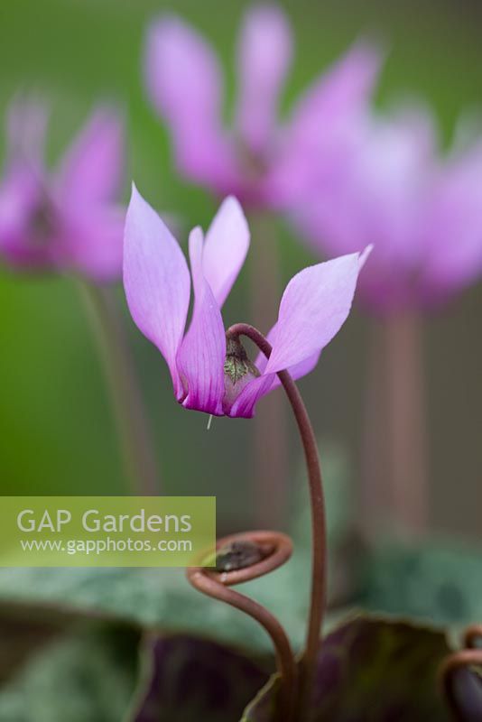 Cyclamen purpurascens showing flower stem coiling up to carry seed to the ground
