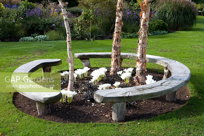 Curved wooden bench seat forming circle around Betula nigra 'Heritage' trees with Colchicum speciosum album and Ophiopogon planiscapus 'Nigrescens'  
