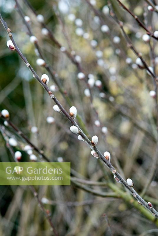 Salix aegyptiaca (syn.S. medemii). Musk Willow. Fragrant grey catkins, early spring, 22 March.