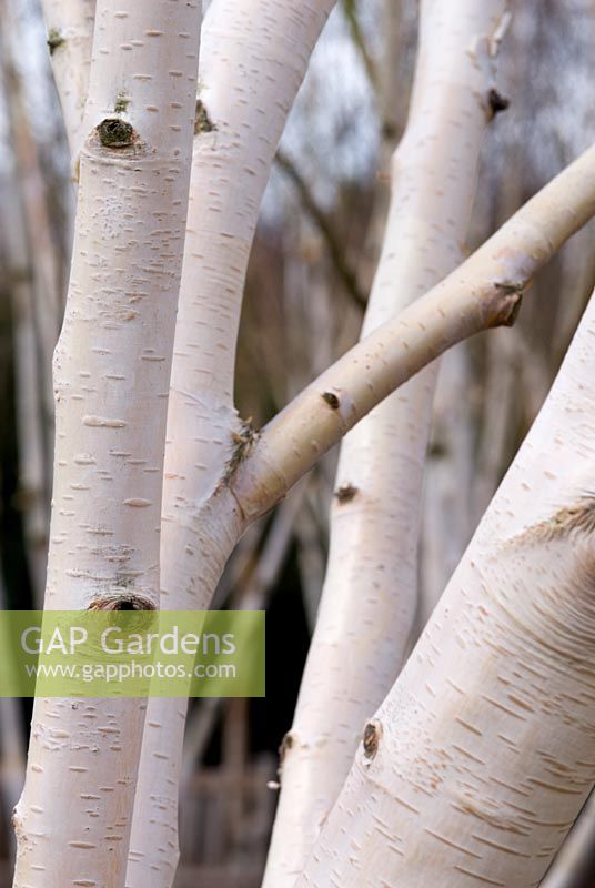 Betula utilis var jacquemontii. Silver Birch bark in late winter, 22 March