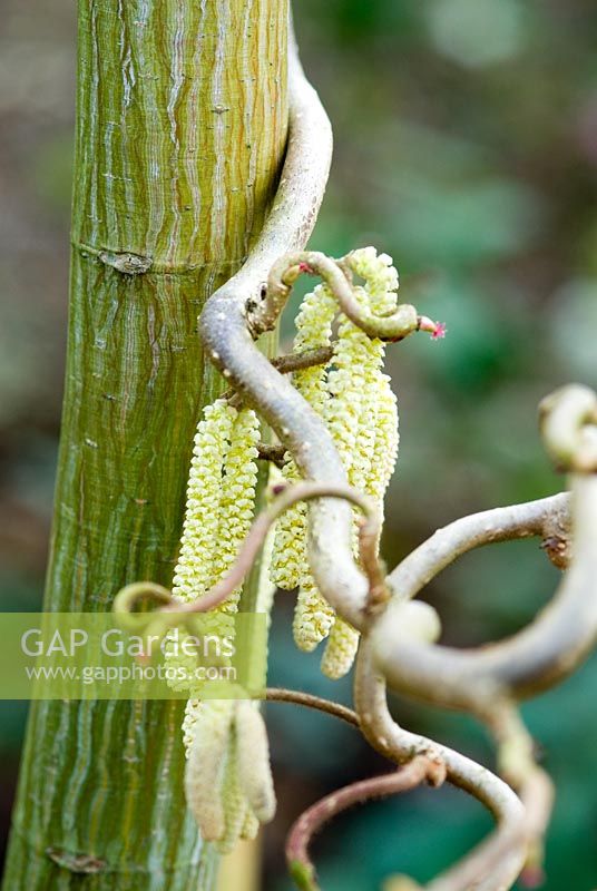 Bark of Acer davidii 'George Forrest' (Snake-bark maple) with Corylus avellana 'Contorta' (Corkscrew hazel with catkins) winding around its trunk.  22 March