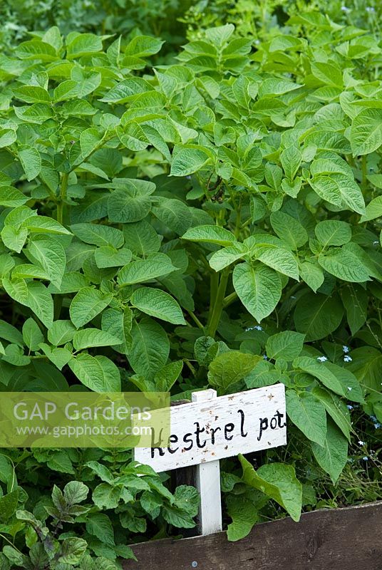 Potatoe 'Kestrel' growing in organic soil in a raised bed. 