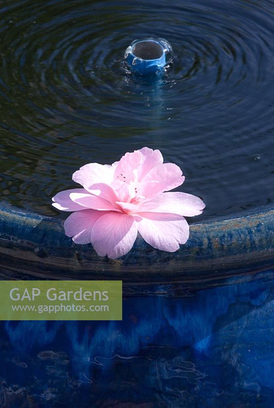 Bubble fountain in a ceramic blue pot with a pink Camellia floating on top.  