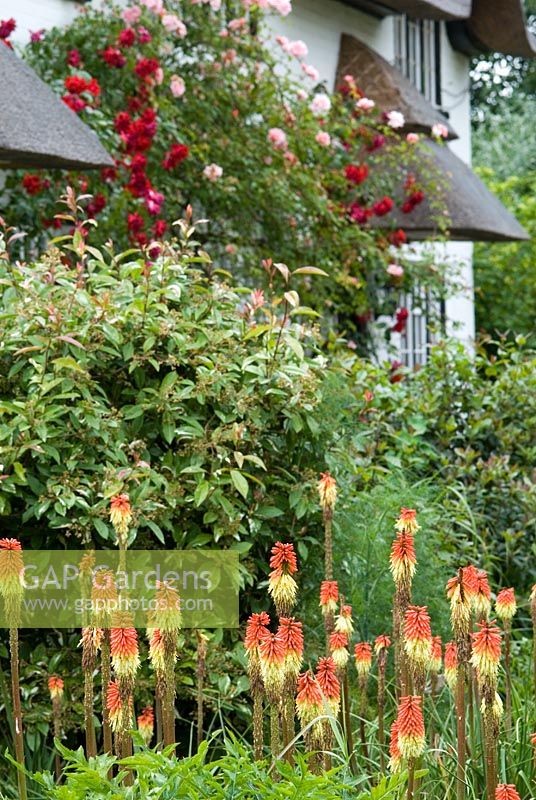 The long borders with ornmental grasses, Kniphofia and climbing roses on the thatched house including Rosa 'Albertine'.  27 June. Lucy Redman's School of Garden Design, Rushbrook, Nr. Bury St. Edmunds, Suffolk. 