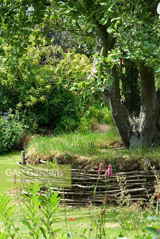 Old apple tree with a circular grass turf seat and woven Hazel, view to the long borders. 27 June. Lucy Redman's School of Garden Design, Rushbrook, Nr. Bury St. Edmunds, Suffolk. 
